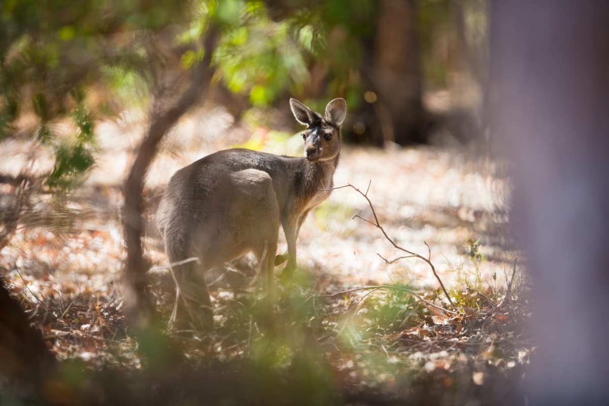 trendsperiod's tweet photo. Australia has a unique ecosystem, which is home to some of the rarest creatures on the entire planet. Its one-of-a-kind landscape makes for a remarkable backdrop to witnessing animals such as the kangaroo, the emus, and koala, etc.  #australia #lifestyle  https://t.co/AlTyswNYSm https://t.co/5wCow8QvOX