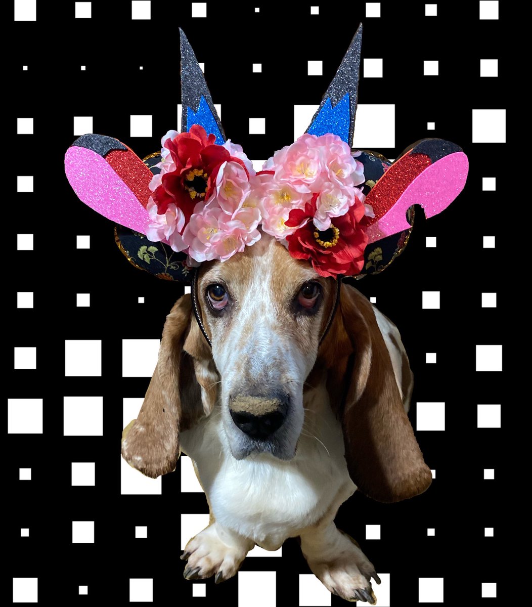 Dsears58's tweet photo. Gus is modeling my beautiful Mulan Mickey Ears that my fantastic friends @Crybabyxemi and @bericos_  made for me!! #dogsoftwitter #disneydog #DisneyWorld https://t.co/UUrxIdXNxo