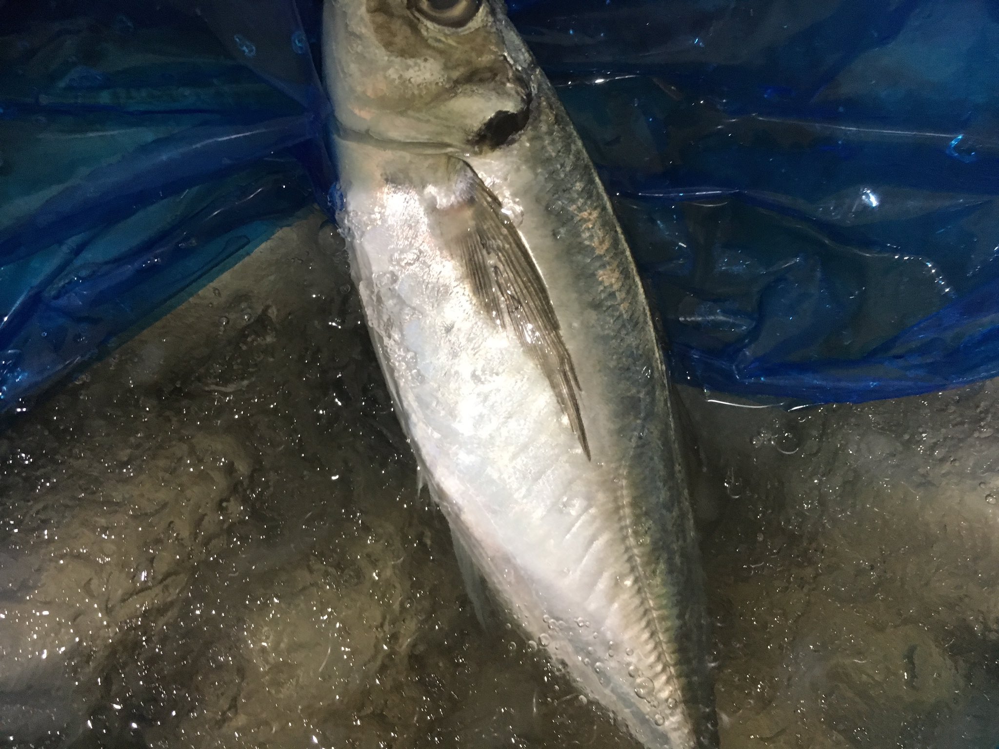 魚のアラ汁 Twitter Search Twitter