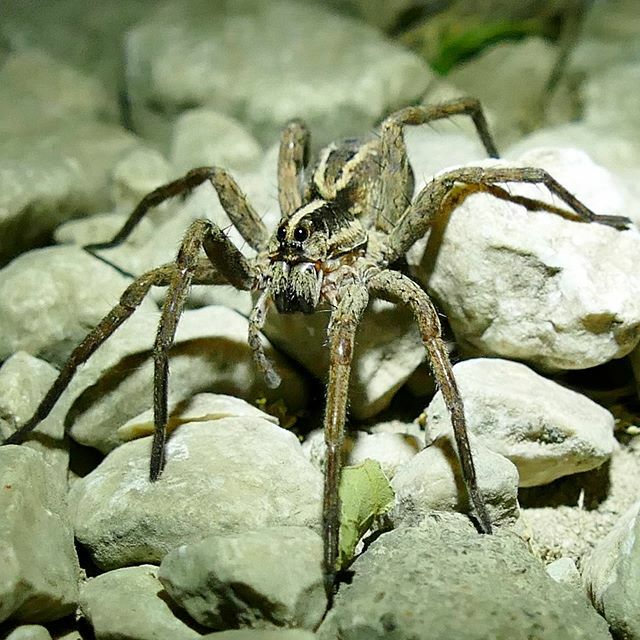 #wolfspider (I think) #playagrande #costarica ift.tt/2u7fWd5