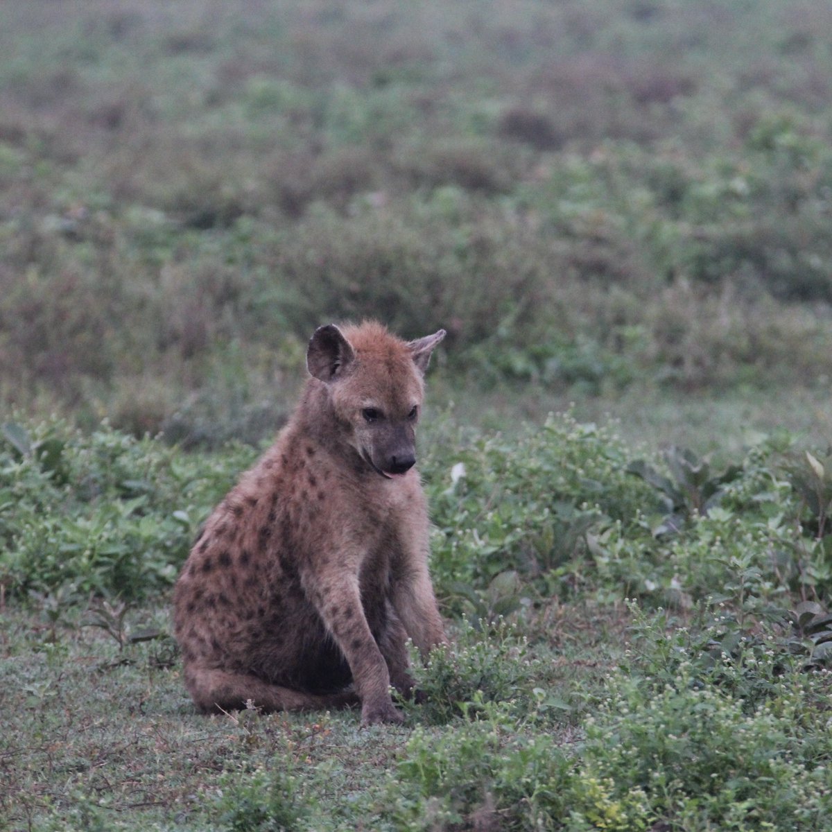 A small hyena with brown fur sits on its bottom in green grass.  Its chin is tucked in, and a bit of tongue protrudes from its mouth.