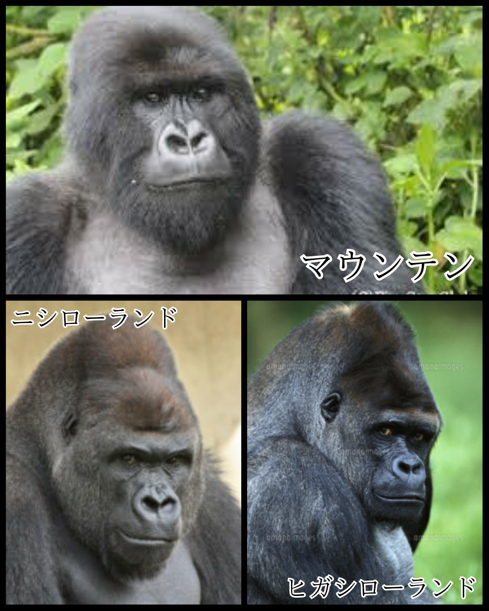 モノクマ チエリスト デュエリスト ゴリラはb型 不破さんはa型 岡田さんはo型だから かろうじてゴリラでは無い と思いきや B型しかいないゴリラはニシローランドゴリラという種類で ヒガシローランドゴリラはo型とb型がいて マウンテンゴリラに至ってはa