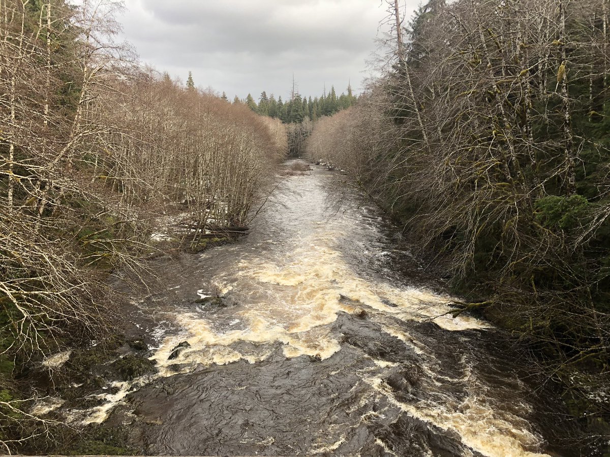 allisona_oliver's tweet photo. Dissolved organic carbon blasting it’s way to the sea on Haida Gwaii! #coastalcarbon #bogstobays #landtosea #salmonecosystems https://t.co/HOkOU3CsNe
