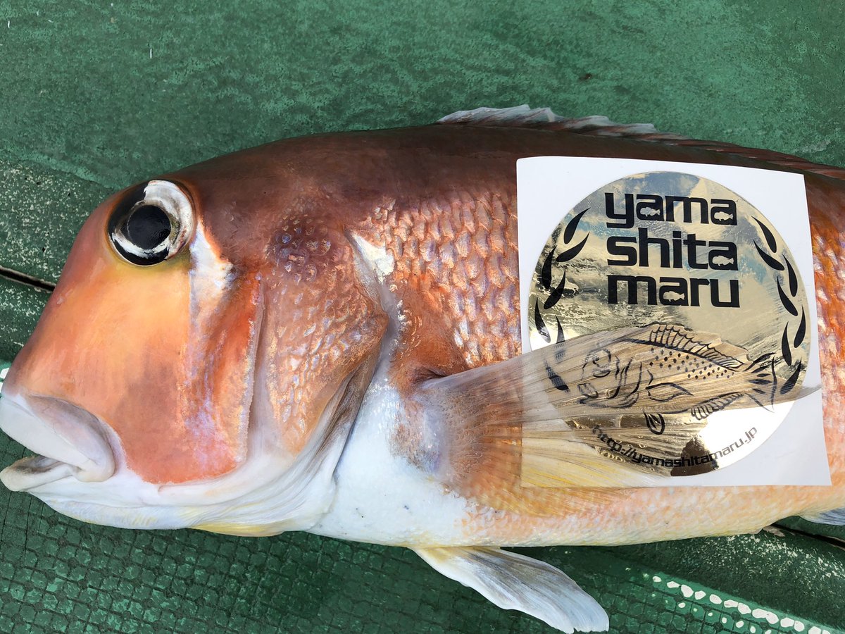 cheekamap's tweet photo. 謙虚に小さいクーラーを持ってきたのがよかったのだろう
51センチ、ゲッツ👍
#山下丸
#アマダイ
#特大だよぉ https://t.co/JubsHeaFUM