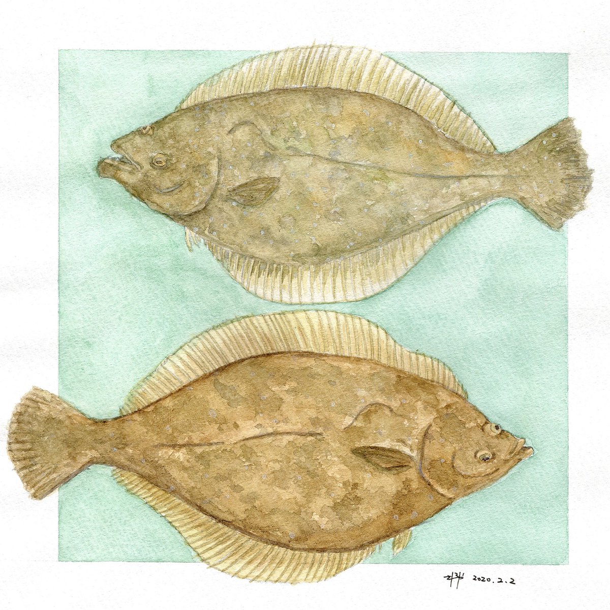 Saniya Shintaro ヒラメとカレイ Olive Flounder And Righteye Flounder どっちかわかるかな Which Is Which ヒラメとカレイ Olive Flounder And Righteye Flounder Illustration Watercolor Art Fish Oliveflounder Righteyeflounder Flounder