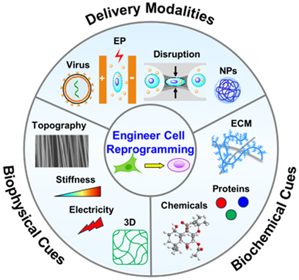 nanotrac's tweet photo. ACS Nano [ASAP] Engineering Biomaterials with Micro/Nanotechnologies for Cell Reprogramming: ACS NanoDOI:… https://t.co/CbOUJHbqng Via @acsnano #ACSNano #Nanoscience #Nanotechnology #SimulationOfNanostructures #AssemblyOfNanostructures #SynthesisOfNanostructures #Chemistry https://t.co/sqLIKryaN3