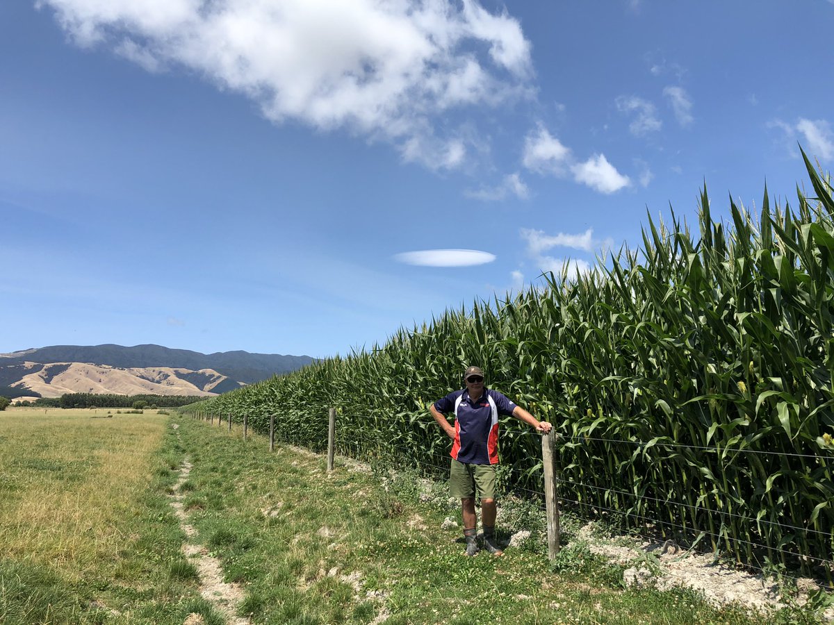 DStings1978's tweet photo. Some magnificent Corson Maize in the Wairarapa, great hybrid coupled with a great contractor cheers, Mr Kershaw .
#pamu #corsonmaize https://t.co/eooLksiAVH
