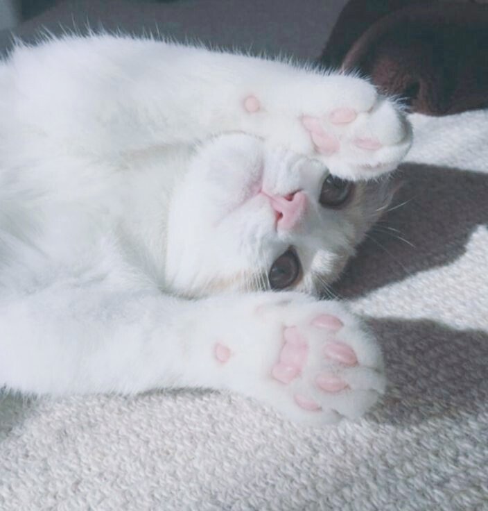 minimi_small_2's tweet photo. เรื่องเหมียวเหมียว
: #MarkBam #ficmarkbam 
: ⚠ เป็นเพียงจินตนาการเท่านั้น ไม่ได้มีเจตนาทำลายชื่อเสียงศิลปิน

บนโลกใบนี้มีอะไรเกินความคาดหมายที่มนุษย์แท้จริงยังไม่รับรู้ ว่ากว่า40เปอร์เซนต์ของ ์สัตว์เลี้ยงน่ารักอย่างแมวมีร่างเป็นมนุษย์  (มีต่อ) https://t.co/K58I00rbP8