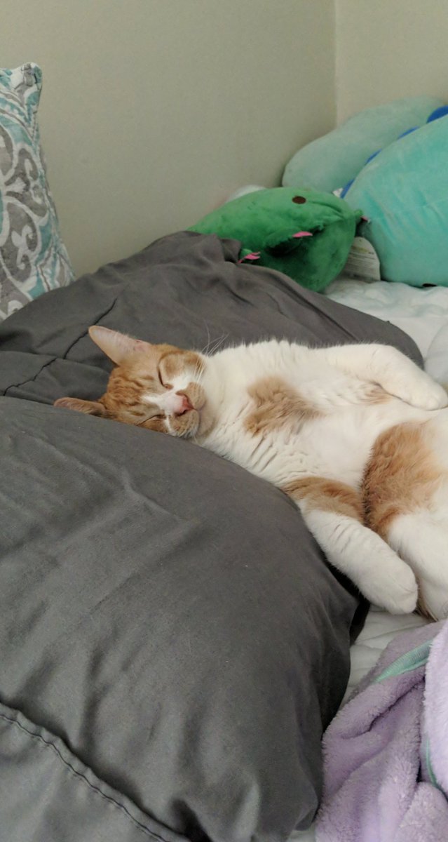 whoozmanz's tweet photo. My favorite part of the day is coming home and taking a nap with my cat https://t.co/UXphoS3mo8