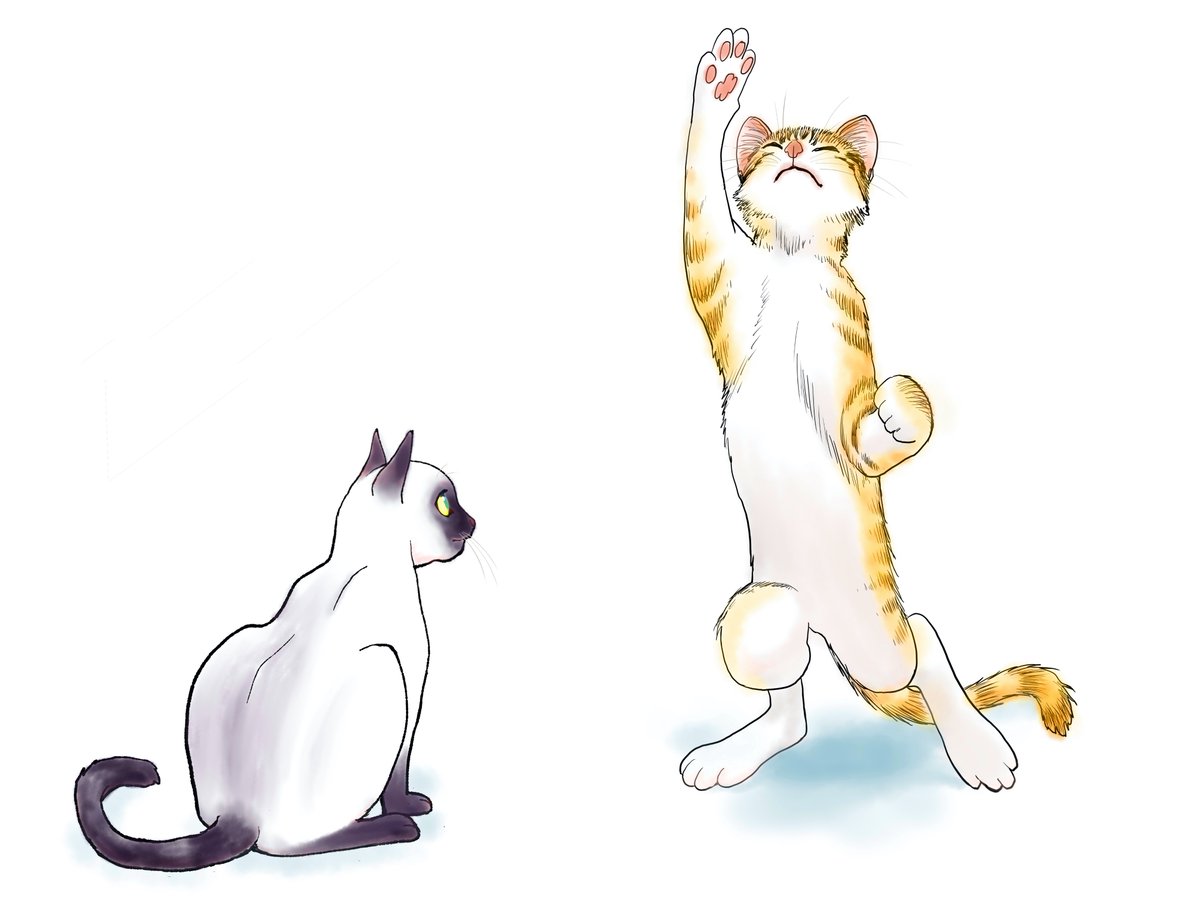 cat no humans white background animal focus simple background standing animal  illustration images