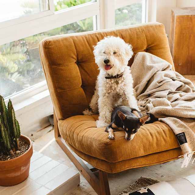 gunnswain's tweet photo. Best buds 🐶 @houseinhabit casa with the Sable #gunnandswainblanket • photo by @tarynkentphoto https://t.co/WPL2vroNhg https://t.co/gjXfMqGOPb