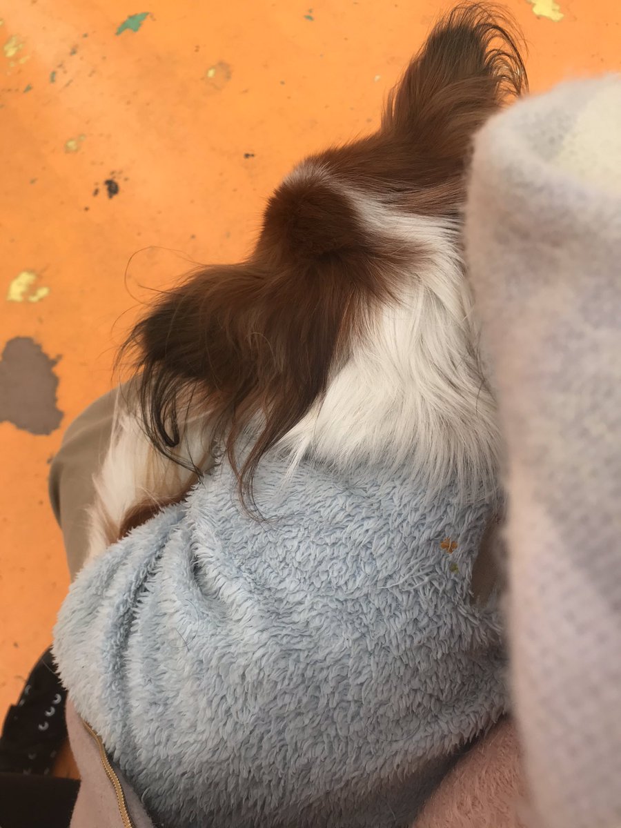 犬が膝に乗ってる えまのイラスト 犬が膝に乗ってる えまのイラスト