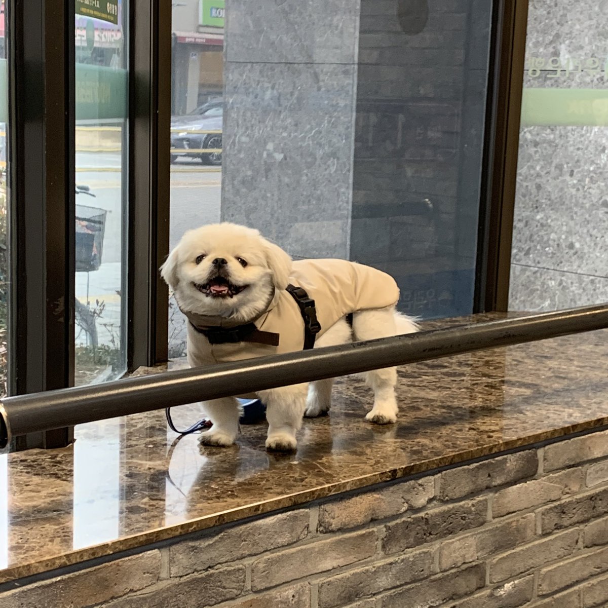 잠깐 은행가야 돼서 데리고 나왔는데 사람들 들어오다가 얘 보고 인간이 할 수 있는 가장 상냥한 미소 지으면서 지나간다