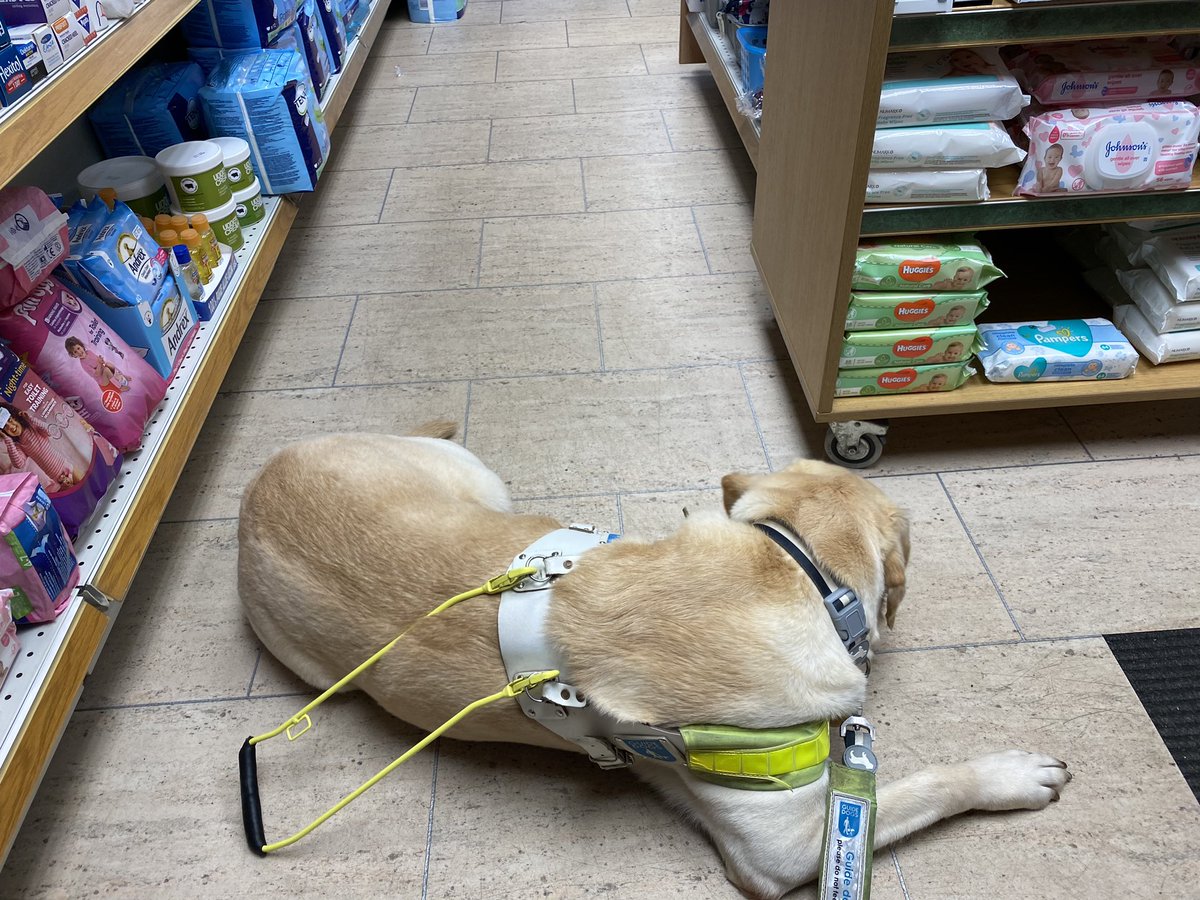 Photo shows Sam, a yellow lab retriever lying down very patiently on the floor of a chemist