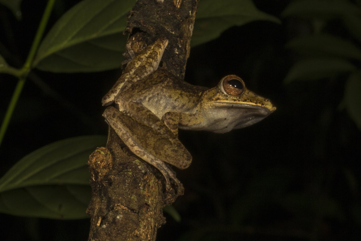 Collett's Tree Frog photo by Duncan Murrell | BNF | UPT LAHG CIMTROP