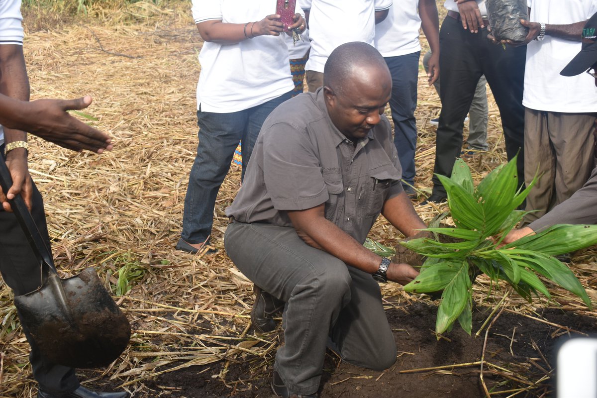 Kilosa District Commissioner Honourable Adam Mgoyi, planting oil palm seedling to signify the launch oil palm farming in Kilosa District.