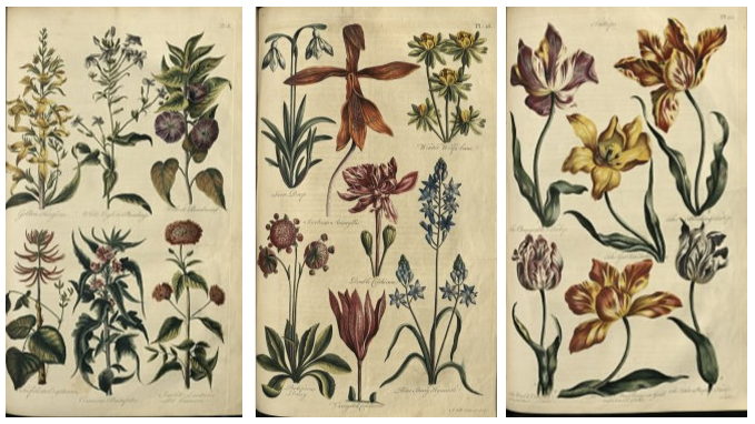 Cyngor garddwriaeth o’r 18fed ganrif / 
Gardening tips from the eighteenth-century