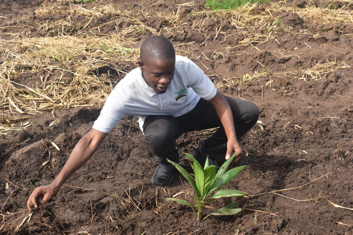 A researcher  planting oil palm seedling at TARI Ilonga seed production farm. This farm will be used as a source of oil palm seeds for dissemination in Morogoro and other neighbouring regions. TARI  Ilonga will closely collaborate with TARI Kihinga to promote oil palm