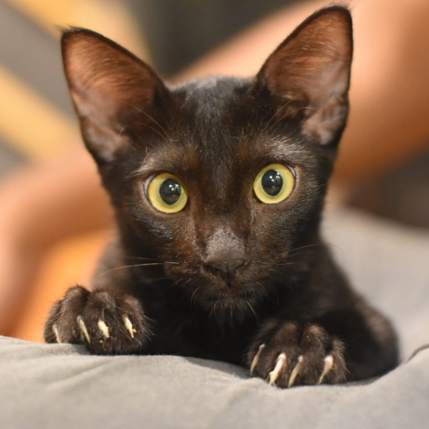 capawcino's tweet photo. Good Meowning hoomans! Toothless just woke up and he's looking for a hooman to play with. Join him, we're open now till 10:30 PM 😸 

#capawcino #capawcinocatcafe #catcafe #cafe #toothless https://t.co/J69AnnrSjT