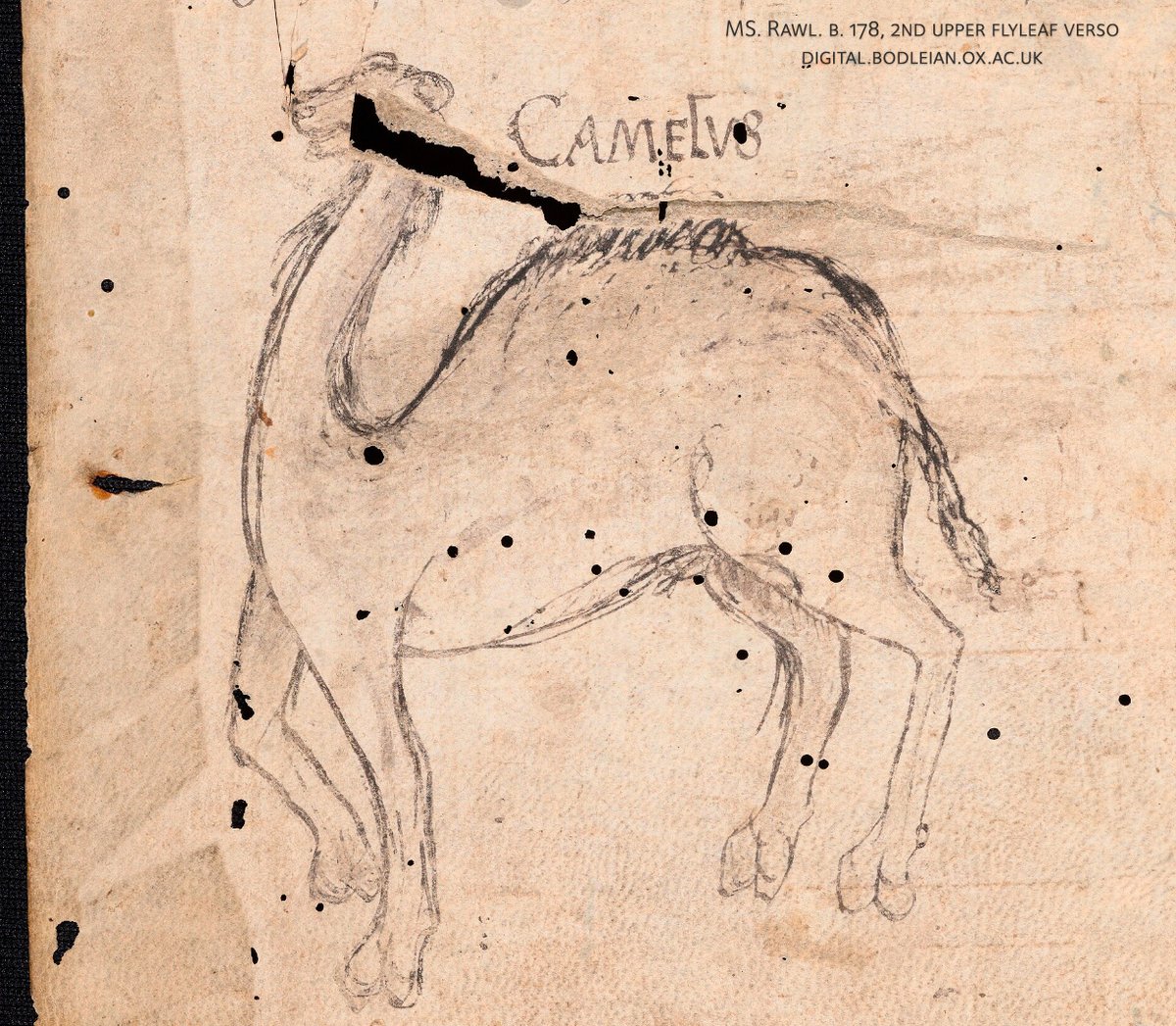 16th century drawing of a camel, added to a medieval manuscript.