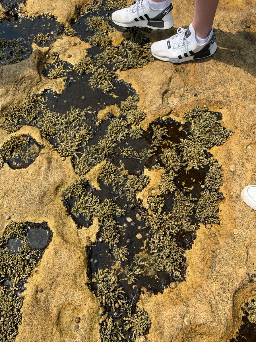 jkaplan_marine_bio tweet media