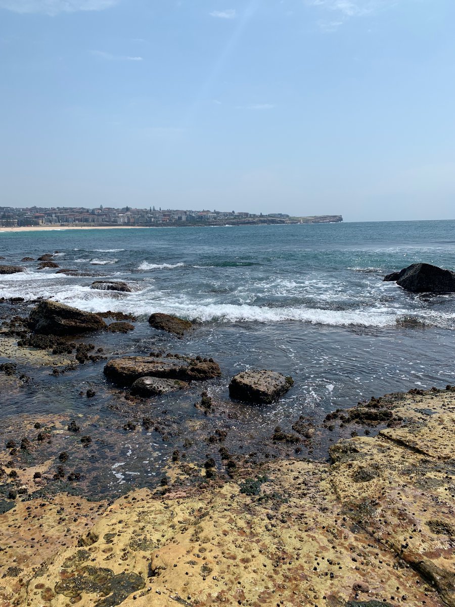 jkaplan_marine_bio tweet media