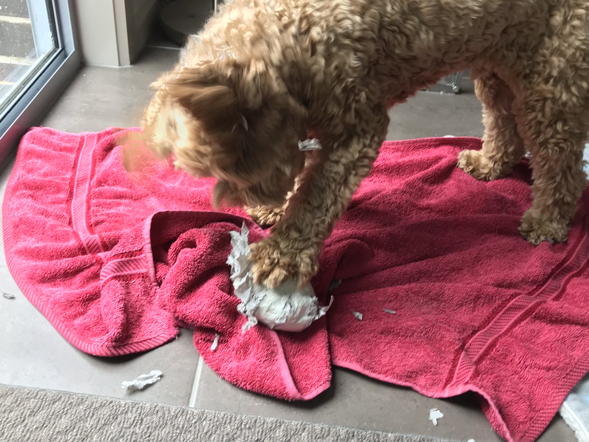Hubert the Cavoodle is pulling apart a ball made from rolled up masking tape and newspaper.