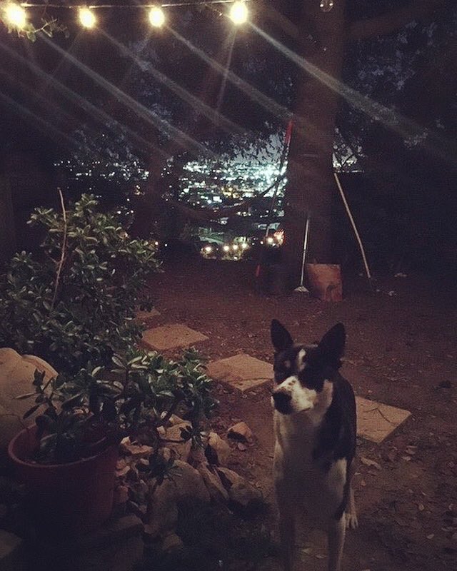 DogBuddyLA tweet media