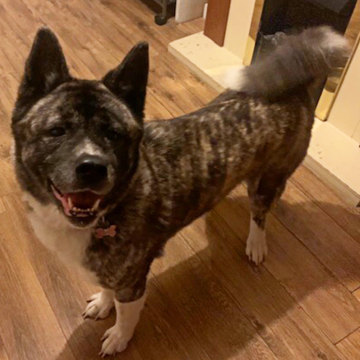 ARWTrust's tweet photo. πππΎπππΎπππΎπππΎ
#kiki #brindlegirl #adoptdontshop #akitainneed #prettylady #pickkiki #isntshelovely #bestbreed #arwtrust #helpustohelpthem
https://t.co/COEcVvOWuE https://t.co/HXQjWotTbY