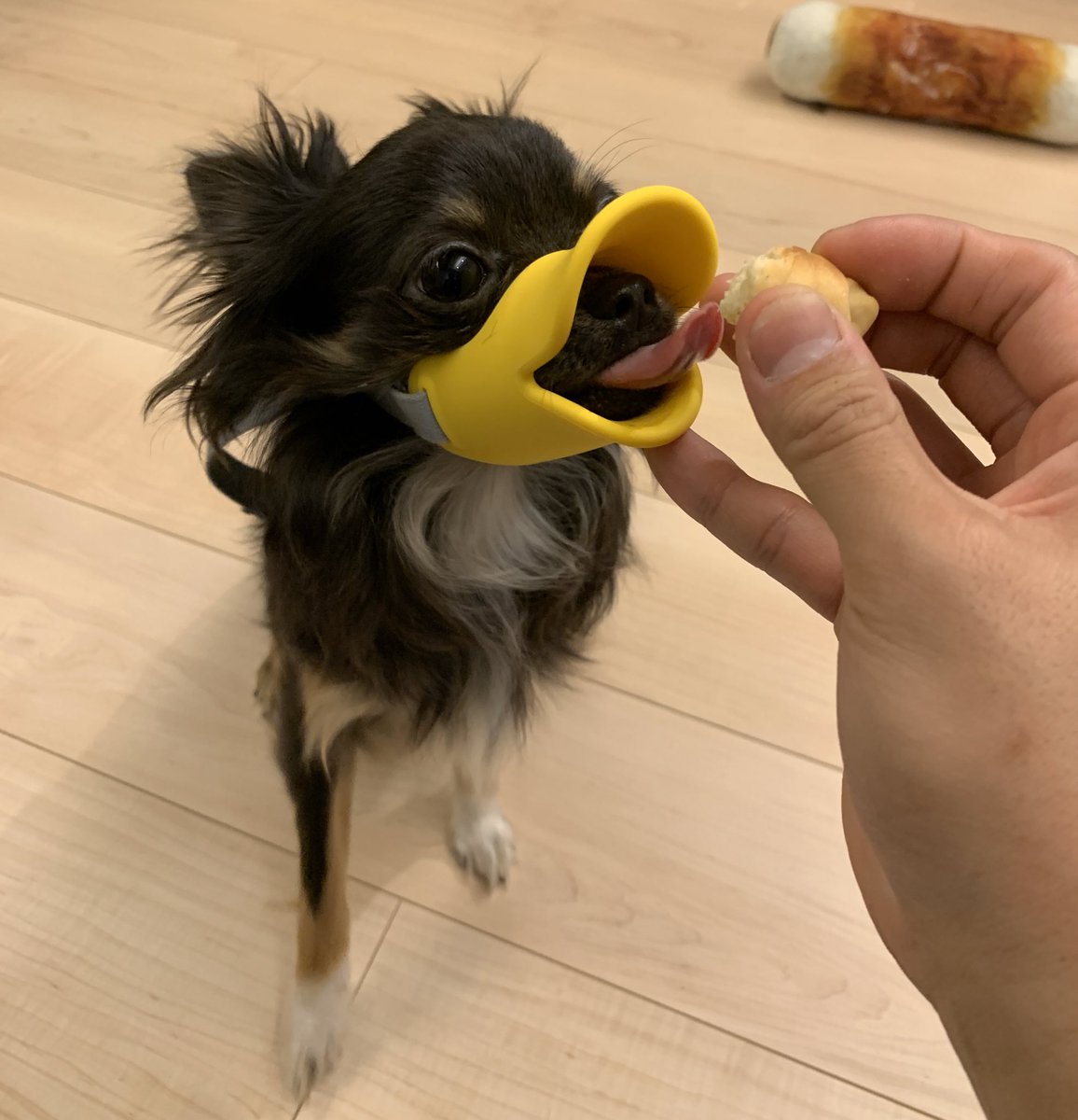 ちくわ 【チワワ🐶】 (@garte_dog) on Twitter photo 
