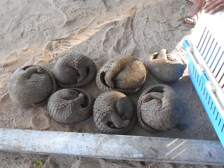 The 20 live pangolins (Manis culionensis), which were rescued in Barangay Pasadeña, El Nido town from a “notorious” wildlife trafficker, were released back into the wild by the Palawan Council for Sustainable Development (PCSD).@InqNational @InquirerSLB 📷 PCSD