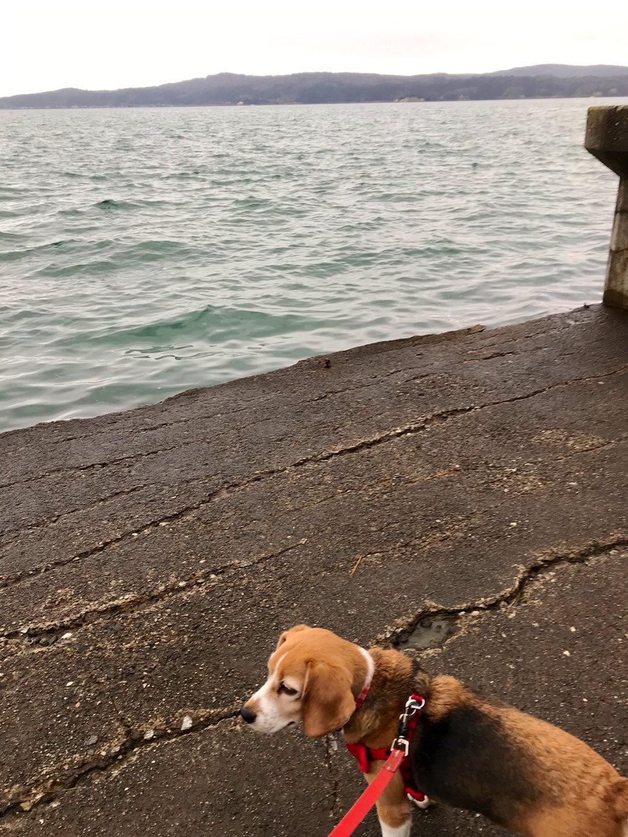 Morning walk around the old seaside town. #beagle #travelwithdog #oldtown #能登 #東嶺寺 #建具の町 #和倉温泉 #犬とおでかけ 東嶺寺がとても美しかったです。