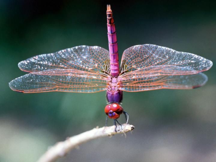 #MBDNature wonderful Dragonflies, very ancient creatures, so fragile and strong