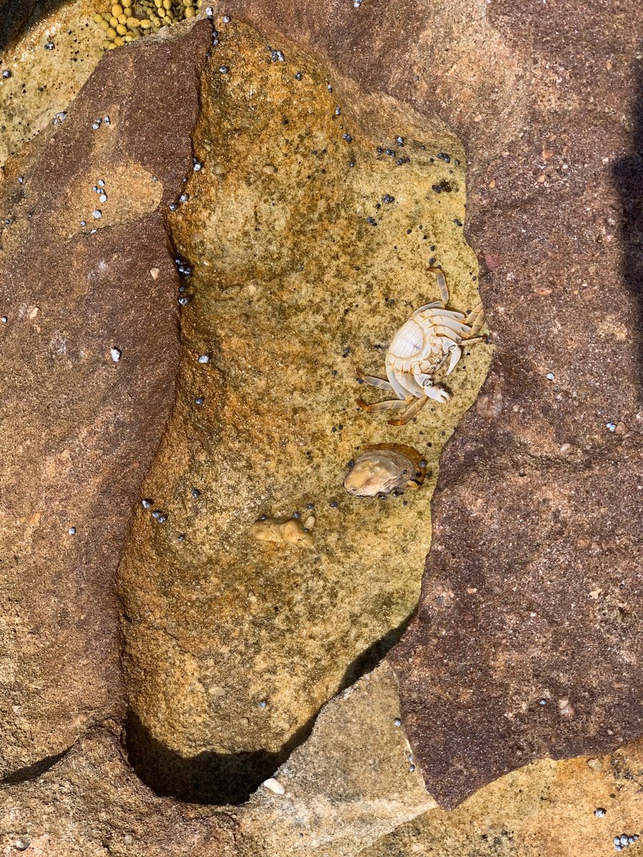 Rebecca Goetz tweet media