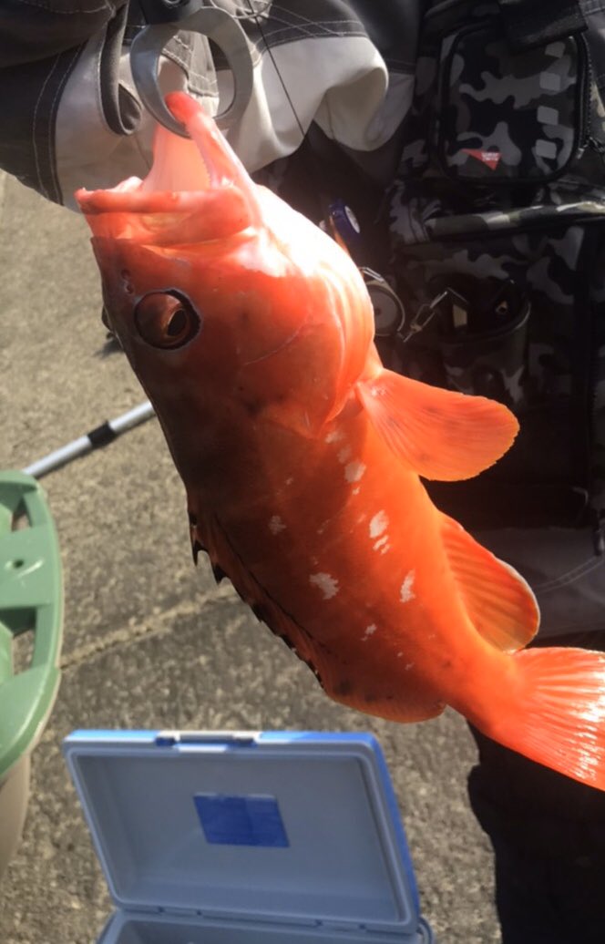 アカハタの特徴 見分け方 写真から探せる魚図鑑