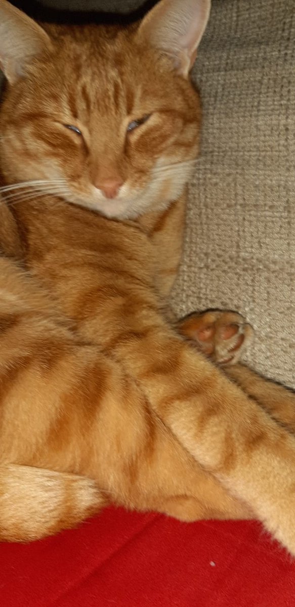 Guten Morgen liebe Katzenfreunde? 😊😻

Können Katzen den #Coronavirus bekommen? Was meint ihr? Habt ihr Angst davor?

#cats #caturday #kitty #catsoftwitter #catlover #katze #kitties #catoftheday #catlove  #katzen #catsofinstagram #caturday #Coronavirusgermany