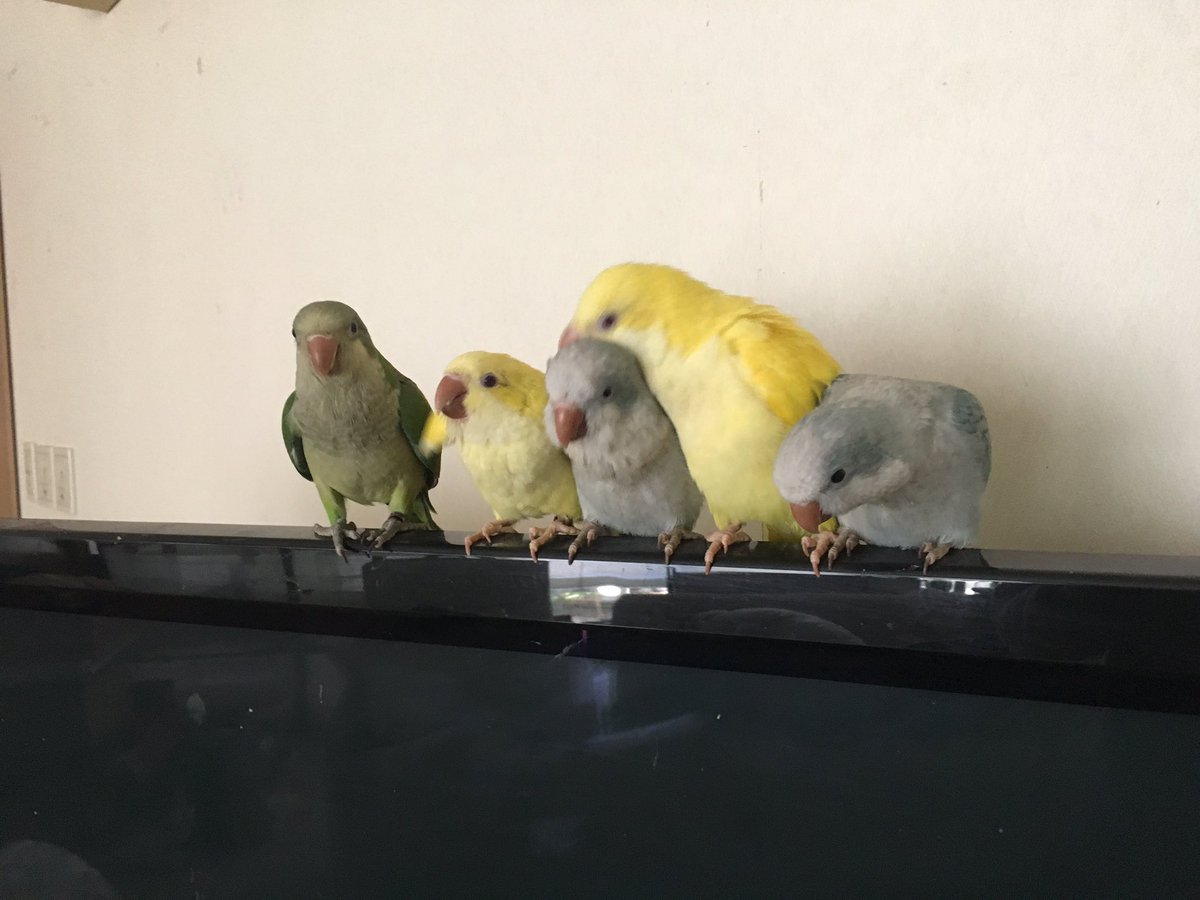 シロハラインコ 里親 シロハラインコ 里親