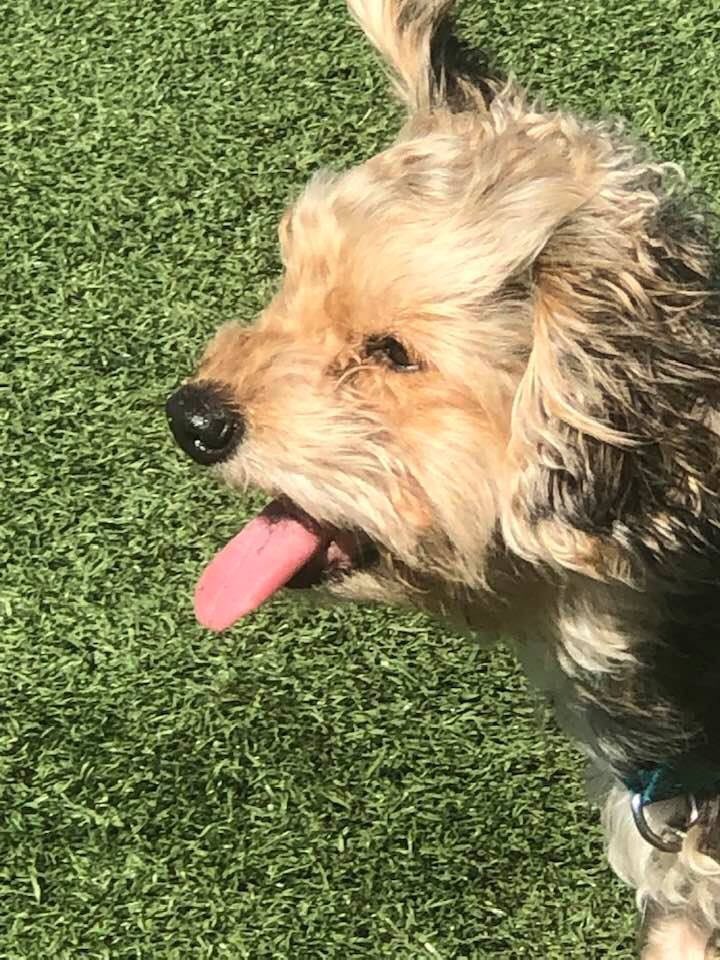 CEDBURT's tweet photo. $$ CASH REWARD$$ FOR THE SAFE RETURN OF FAMILY PET CALL 813-679-1344 https://t.co/Yl9OMHQ8cN