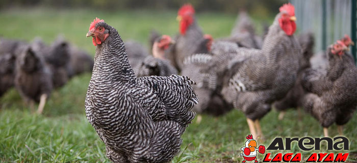 Доминантов курицы. Чешский доминант д959. Куры несушки породы доминант. Куры доминант суссекс. Чешский доминант суссекс.