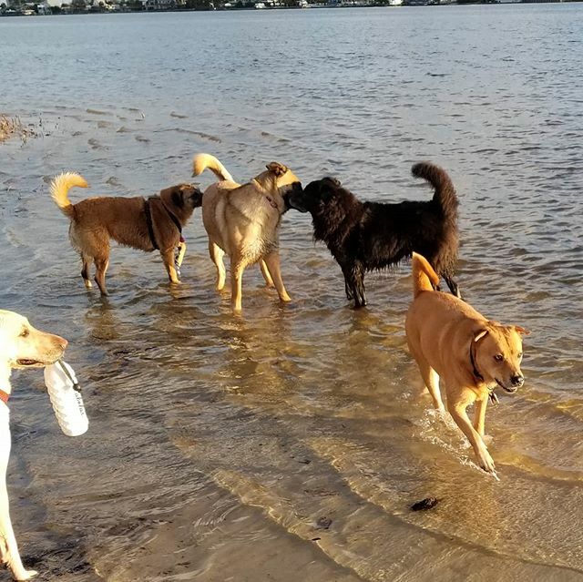 sunscreendreams's tweet photo. RT @RvSunset: Making friends at the dog beach. Gotta sniff some butts.
.
.
.
#fwbdogbeach #makingfriends #sandyclaws #gusandtrane #dogsofinstagram #dogsofvanlife #vanlife #rvliving #fulltimervlife #vangirl #traveler #solofemaletravel #endlessroadtrip #pe⦠https://t.co/tobvfogBTE