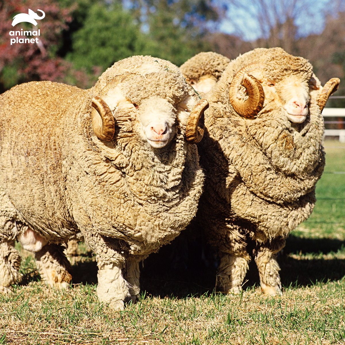 Animal Wool atelieryuwa.ciao.jp