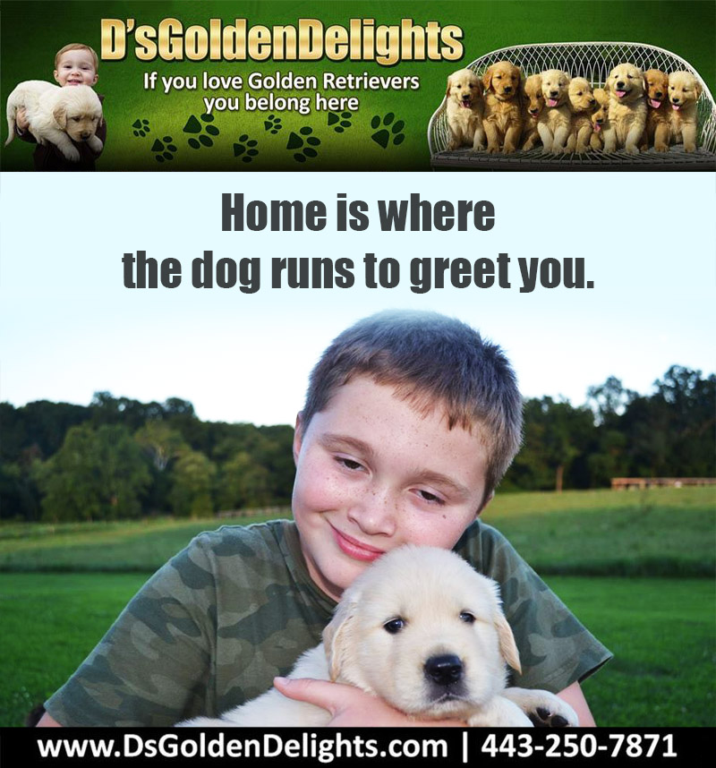 DsGolden_'s tweet image. Home is where the dog runs to greet you.
-Unknown
#dsgoldendelights