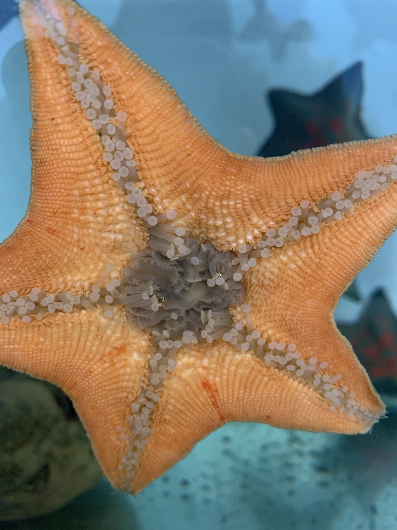 株式会社アクアガイド 真ん中はヒトデの口 半透明に出ているものは胃袋です ただ今ごはん中のヒトデさん 反転して出したこの胃袋で溶かして食べます これみてたら私もそろそろお腹空いてきたなぁぁ笑 移動水族館 ヒトデ 食事中 T Co