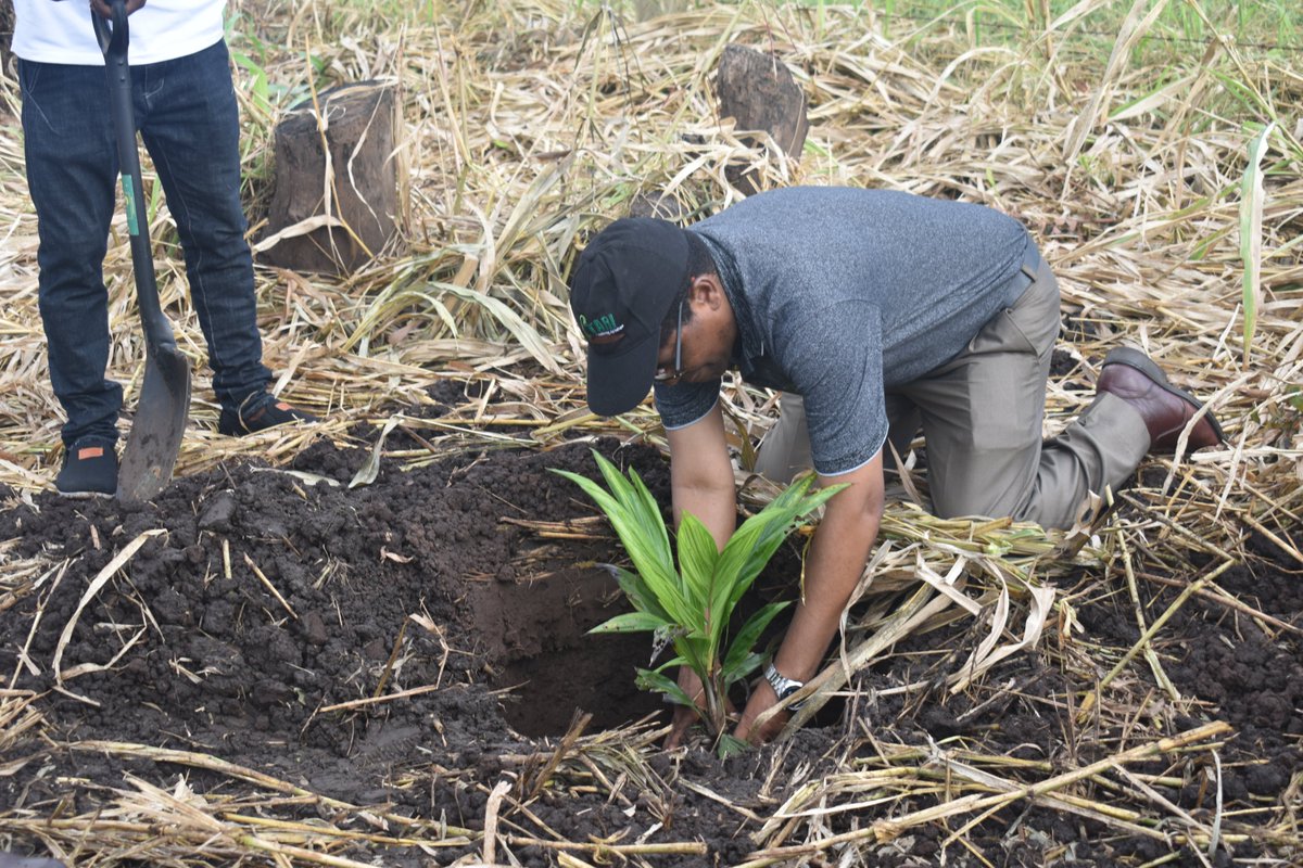 Dr. Geoffrey Mkamilo, TARI Director General, planting oil palm  at TARI Ilonga. TARI  is collaborating with public and private institutions to spearhead promotion of oil palm farming , which is a strategic crops to increase production of cooking oil in Tanzania.