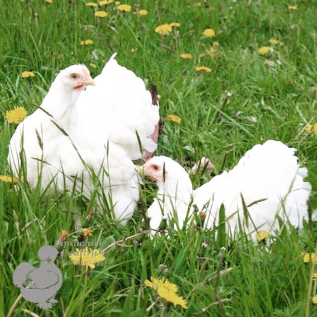 PipinchickP's tweet photo. Did you know?  
Cochin chickens originate from China? Brought to Europe around 1840-1850! They have fully feathered feet and can’t fly.They will lay approx. 160 medium light brown eggs a year. #cochin #cochinchickens  #myperfectpet #ilovemychickens #ilovemypet #petsforkids https://t.co/X9h1OPejp6