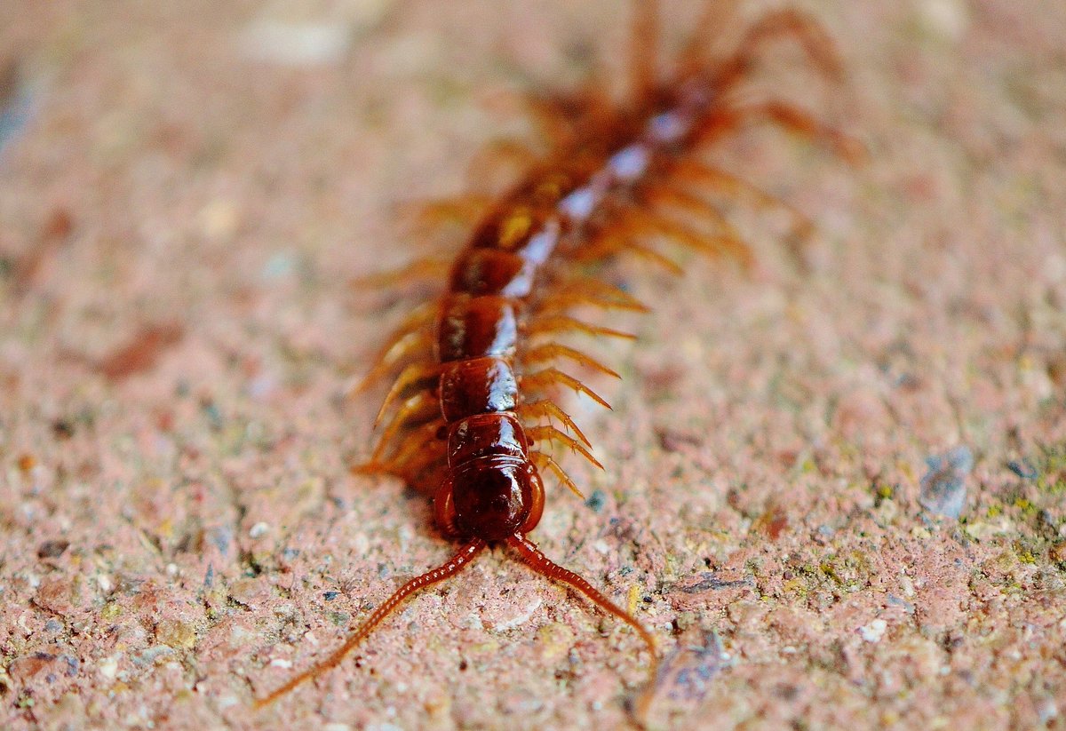 WatchdogPest's tweet photo. Centipedes in your home? Check out our blog entry for what you can do -> https://t.co/tsidqUwcOb

#pest #pests #pestcontrol #pestcontrolaz #pestcontrolservices 
#pestsolutions #diypestcontrol #centipde #centipedes 
#centipedecontrol #insect #insects #insectcontrol #insectbite https://t.co/6ucirncbyO