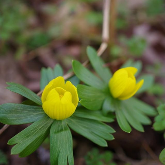 すべての花の画像 無料ダウンロードキバナ セツブンソウ すべての花の画像 無料ダウンロードキバナ セツブンソウ