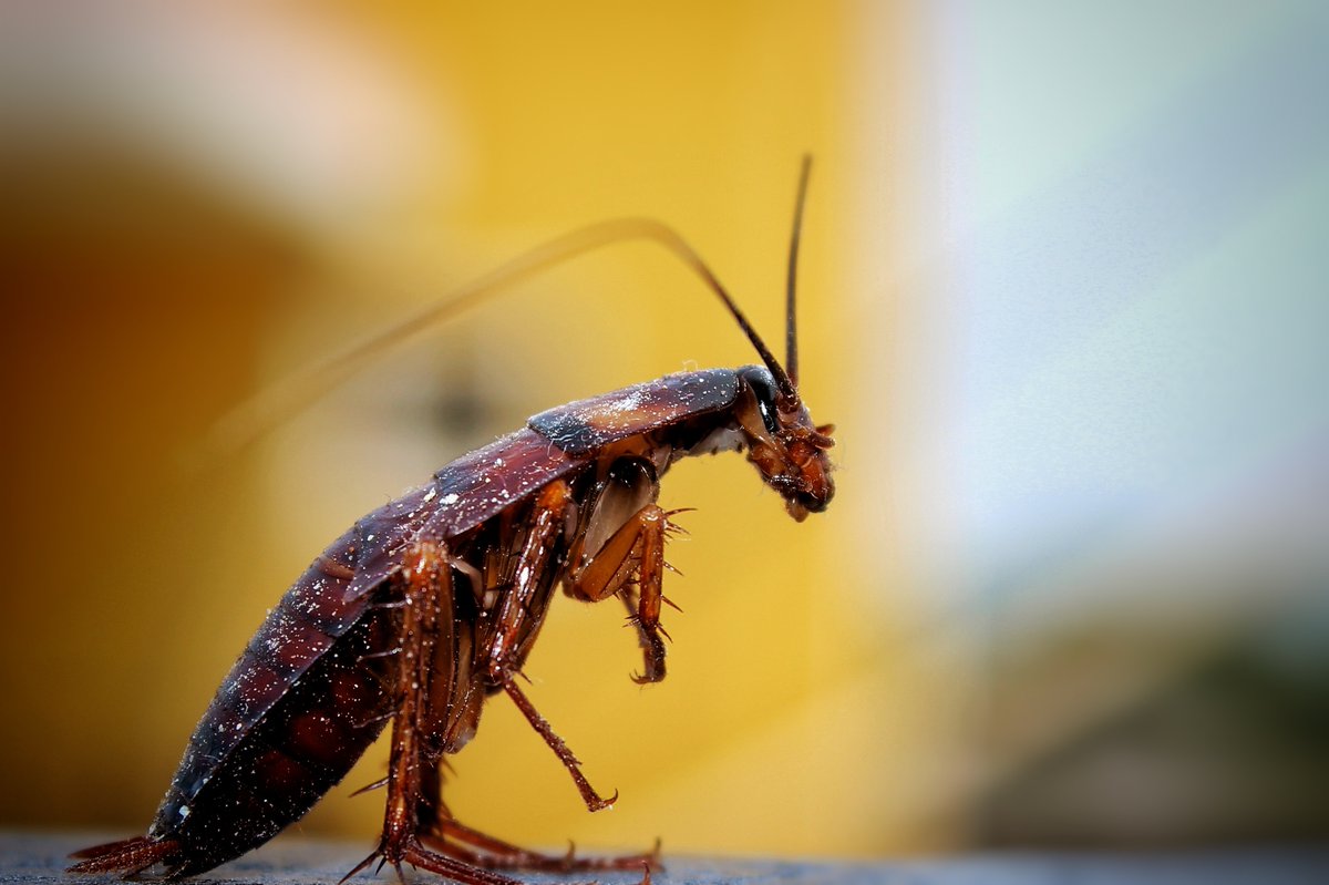 WatchdogPest's tweet photo. Cockroaches are some of the most common pests that plague our homes - check out our blog entry on what you can do to get rid of them! https://t.co/nf01Zk4uLP

#pest #pests #pestcontrol #roach #roaches #roachcontrol 
#cockroach #cockroaches #cockroachcontrol #roachphotography https://t.co/V9Cpz1PZLr