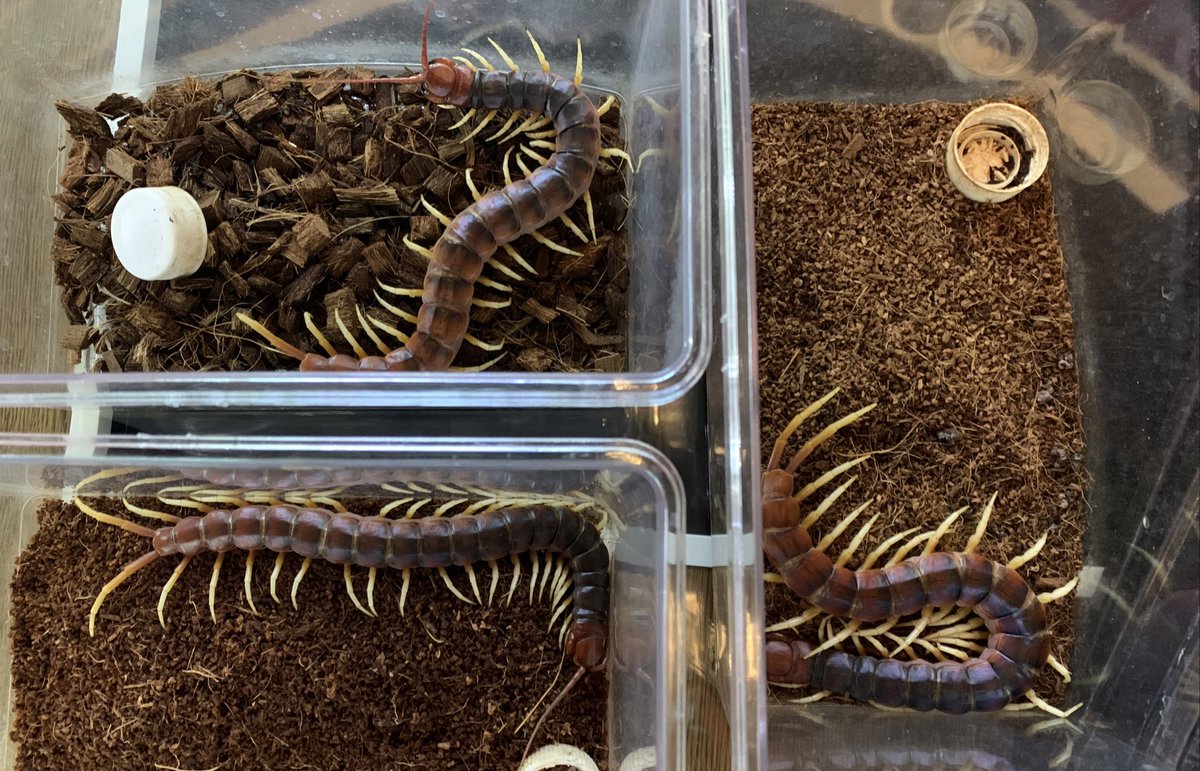 パライゾ アニマルショップ Cafe Bar 超大型ムカデ ペルビアンジャイアント 残り3匹です 状態抜群です いる時に買わないと次がなかなか入ってこないので後悔するタイプのやつです お早めにどうぞ オオムカデ