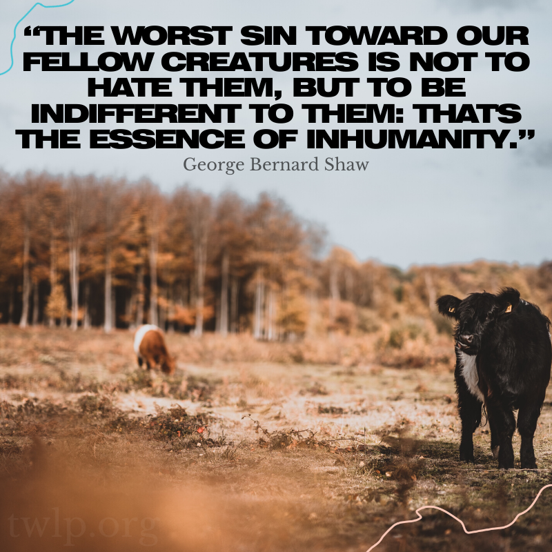 twlp_org's tweet photo. Our indifference allows for so much violence. Let's change this.

#vegan #veganism #animalrights #animal #animals #farming #animalliberation #liberation #cows #sheep #mutton #beef #steak #cheese #milk https://t.co/2mvVq2Ch3h